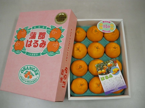 【期間限定】蒲郡みかん「ハウスはるみ」約3kg_【G0331】