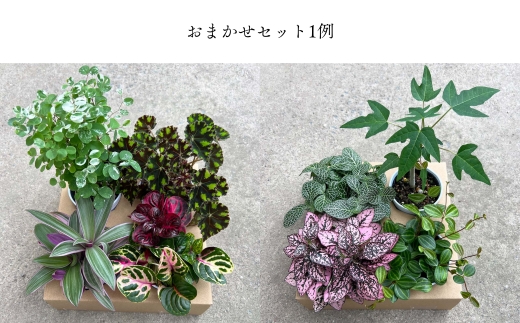 【期間限定】蒲郡で栽培した観葉植物セット（4種）_【G0748】