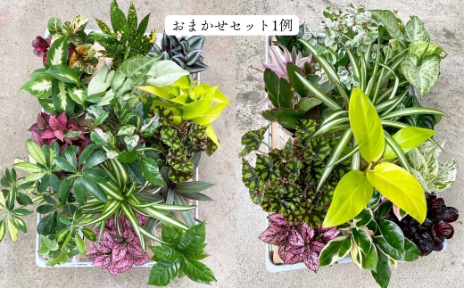 【期間限定】蒲郡で栽培した観葉植物セット（15種）_【G0749】