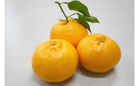 【期間限定】蒲郡みかん詰め合わせ 約２kg_【G0357】