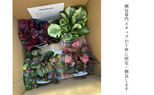 【期間限定】蒲郡で栽培した観葉植物セット（4種）_【G0748】