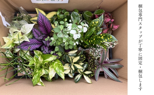 【期間限定】蒲郡で栽培した観葉植物セット（15種）_【G0749】