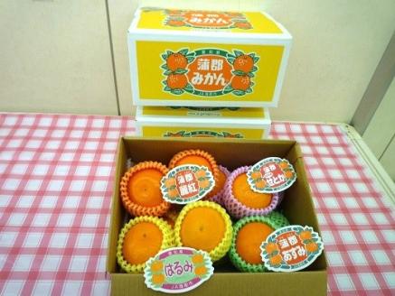 【期間限定】蒲郡みかん詰め合わせ 約２kg_【G0357】