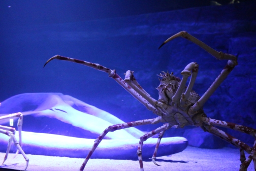 竹島水族館 タカアシガニにエサやり貸し切りバックヤードツアー_【G0728】
