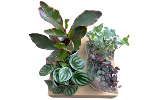 【期間限定】蒲郡で栽培した観葉植物セット（4種）_【G0748】