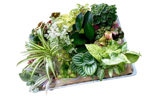 【期間限定】蒲郡で栽培した観葉植物セット（15種）_【G0749】