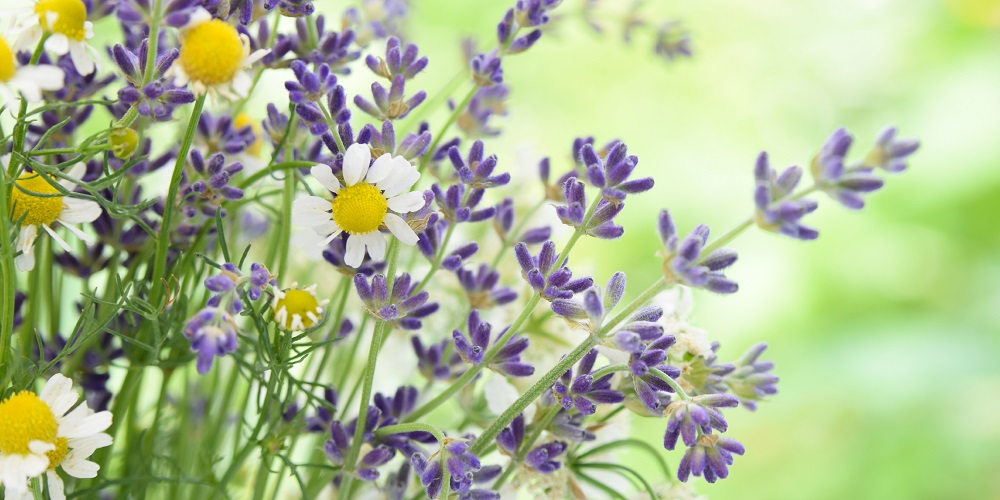 ソフトシアバター マザーズケア ラベンダー＆カモミールの香り（保湿クリーム）30g | アフリカ工房 シアバター 保湿クリーム 赤ちゃん 子ども ベビー ナチュラル ナチュラル 化粧品 フェアトレード ボディクリーム ハンドクリーム 自然派 リラックス