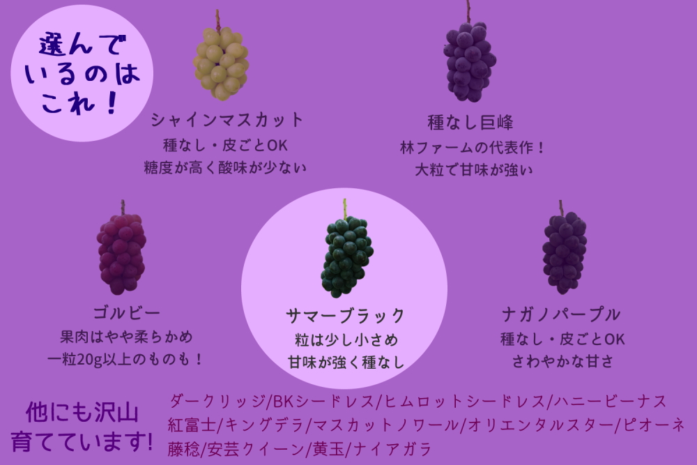 【期間限定・数量限定】林ファーム園主イチオシ！犬山産 極甘 サマーブラック 約2キロ（先行予約） ｜ ぶどう 甘い 2キロ 限定 夏 林ファーム 房 ブドウ 大粒 犬山 珍しい 贈答 プレゼント ご褒美 進物