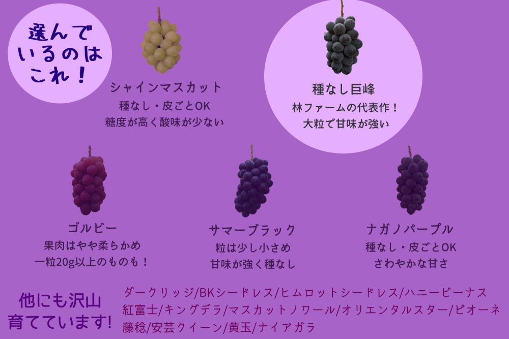 【期間限定・数量限定】犬山産 完熟 種なし巨峰 約2キロ （先行予約） | ぶどう 甘い 2キロ 限定 夏 林ファーム 房 ブドウ 巨峰 犬山 種なし 犬山産