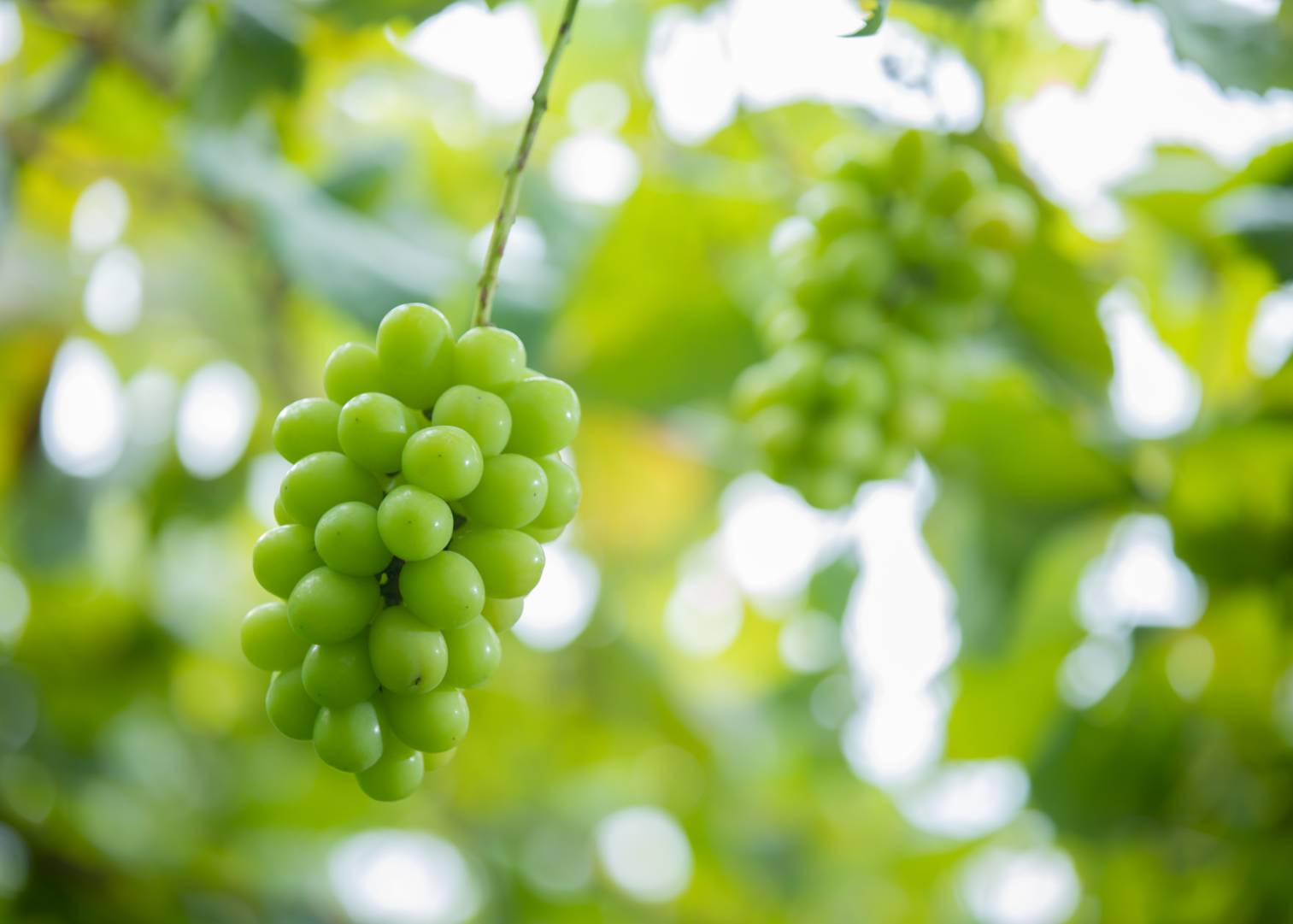 【期間限定・数量限定】訳あり犬山産シャインマスカット 約2キロ（先行予約） ｜ ぶどう 甘い 2キロ 限定 夏 林ファーム 房 ブドウ 中玉 犬山 ご自宅用 ご褒美 訳アリ 小粒 シャインマスカット