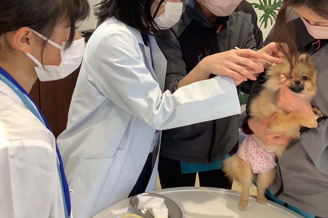 動物病院で保護された犬猫のお世話体験｜ 保護犬 保護猫 ペット ドックラン 子ども 子供 体験 チケット 1人分 小学生 愛知 岐阜 自由研究 学習 道徳 犬 猫 お世話