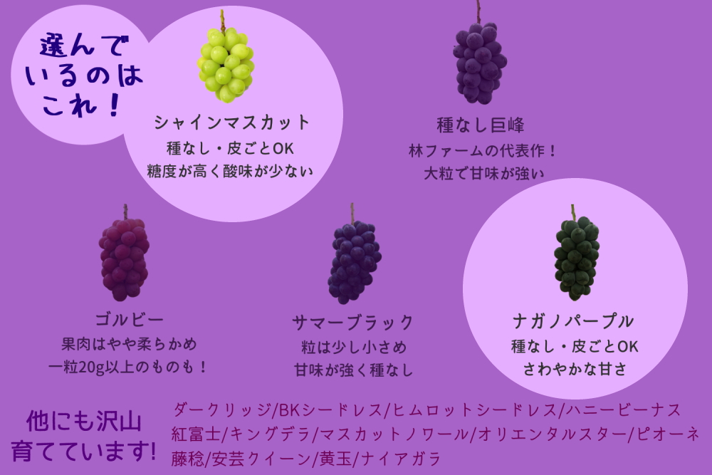 【期間限定・数量限定】犬山産 シャインマスカット＆ナガノパープル2種類詰め合わせ 約2キロ（先行予約） ｜ ぶどう 甘い 2キロ 限定 夏 林ファーム 房 ブドウ ナガノパープル 犬山 ご自宅用 ご褒美 贈答 プレゼント シャインマスカット 種なし