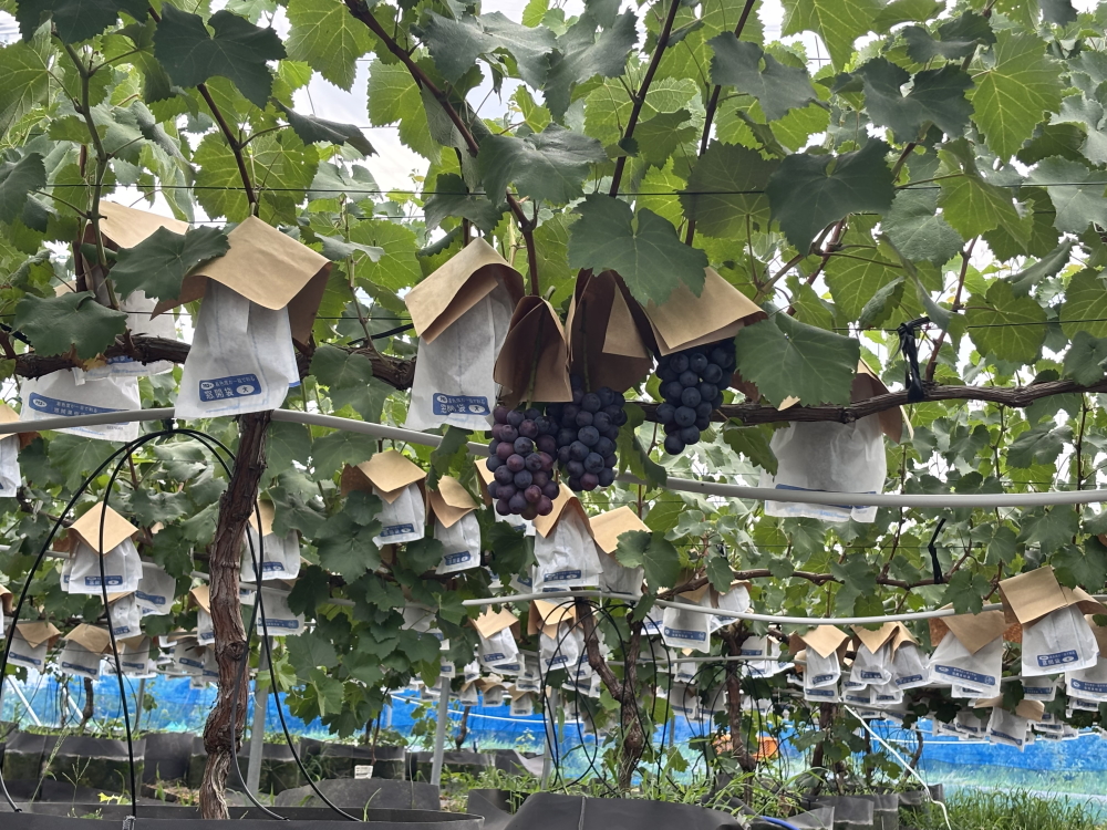 【2026年先行予約】犬山市楽田産 葡萄（シャインマスカット、ナガノパープル）詰め合わせ ｜ ぶどう 葡萄 マスカット 甘い 詰め合わせ 夏 美楽田ファーム すこやか自然農園 房 ブドウ 犬山 ご自宅用 贈答 贈り物 プレゼント ご褒美 シャインマスカット ナガノパープル 種なし 皮ごと