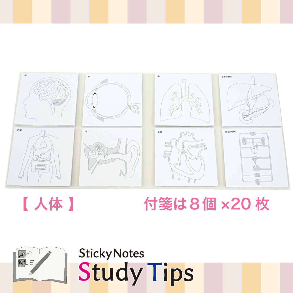 人体付箋 【Sticky Notes Study Tips】 (スタディチップス) 人体｜付箋 人体 学習 付せん 勉強 セット 文具 メモ プレゼント 便利 書き込み 役立 塾 メモ帳 ギフト 子供 子ども 孫 受験 予習 復習 宿題 8種類 ブック型