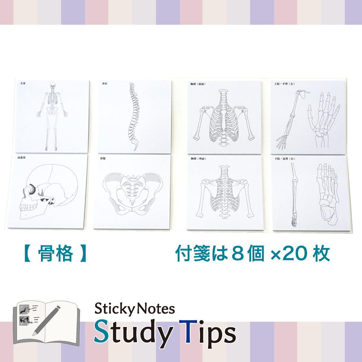 人体付箋 【Sticky Notes Study Tips】 (スタディチップス) 2種セット 人体・骨格｜付箋 人体 骨格 医師 医者 医学 からだ ほね 学習 付せん 勉強 セット 文具 メモ プレゼント 便利 書き込み 役立 塾 メモ帳 ギフト 子供 子ども 孫 受験 予習 復習 宿題 8種類 ブック型