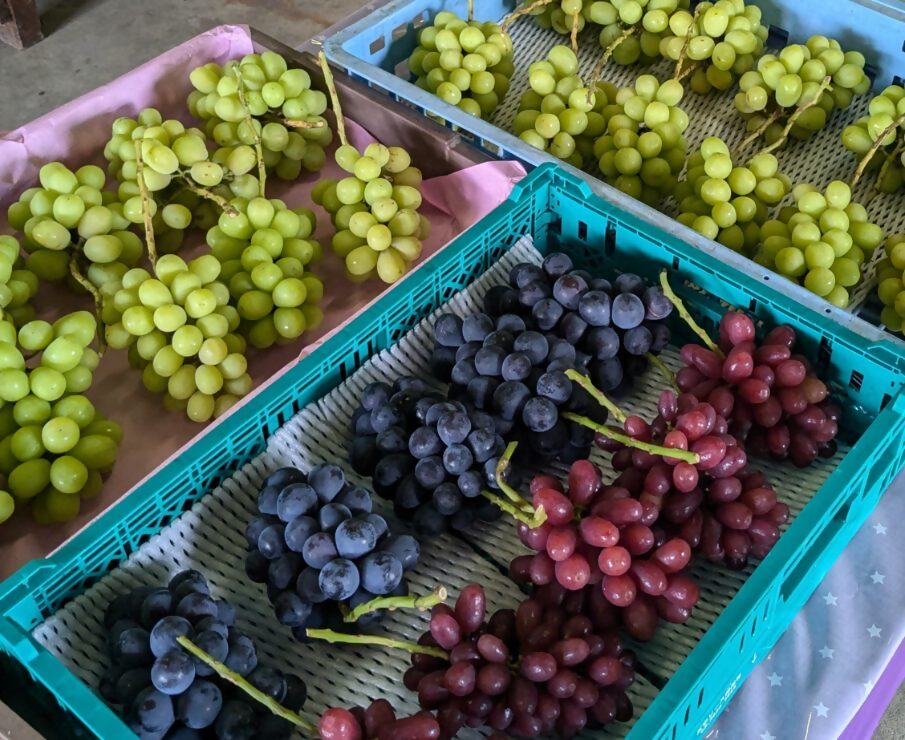 林ファームスペシャルぶどうジェラートセット(６種類×１個） ｜ ジェラート アイス ソルベ スイーツ デザート 洋菓子 セット 詰め合わせ 6個 ぶどう ブドウ 巨峰 サマーブラック ヨーグルト 白ぶどう マスカルポーネチーズ ナイアガラ 果肉