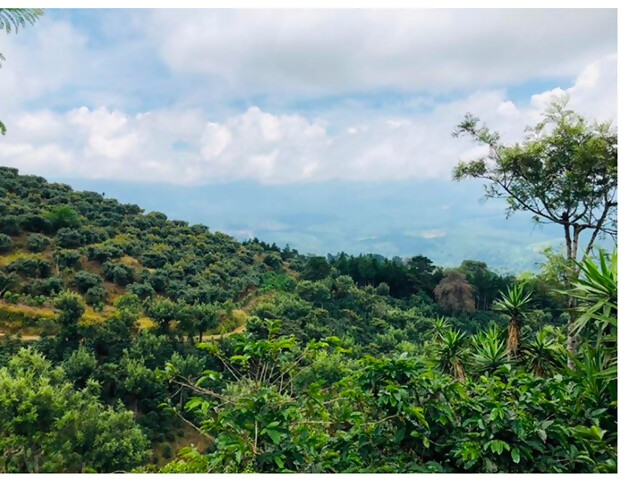 グアテマラ・ブエナビスタ・ゲイシャ100g、グアテマラ・インヘルト・トラディショナル150gのみ比べセット｜ コーヒー 珈琲 コーヒー粉 コーヒー豆 珈琲豆 珈琲粉 自家焙煎 飲料 ゲイシャ GEISHA ドリップ 飲み比べ 深田珈琲 セット