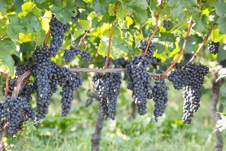 煌めきワイン一番星（赤）2本｜ワイン 赤ワイン 720ml 2本セット 純国産 アルコール 酒 国産ワイン 愛知 愛知県 岐阜 尾張