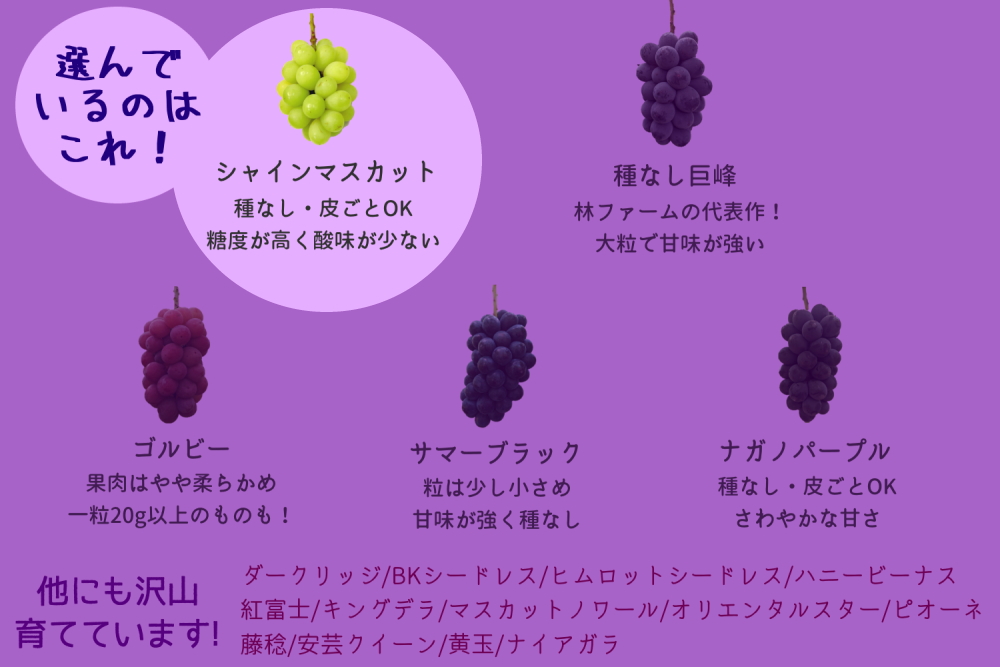 【期間限定・数量限定】訳あり犬山産シャインマスカット 約2キロ（先行予約） ｜ ぶどう 甘い 2キロ 限定 夏 林ファーム 房 ブドウ 中玉 犬山 ご自宅用 ご褒美 訳アリ 小粒 シャインマスカット