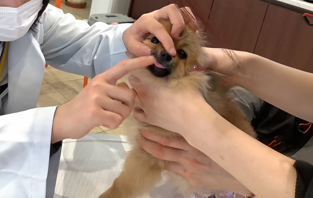 動物病院で保護された犬猫のお世話体験｜ 保護犬 保護猫 ペット ドックラン 子ども 子供 体験 チケット 1人分 小学生 愛知 岐阜 自由研究 学習 道徳 犬 猫 お世話