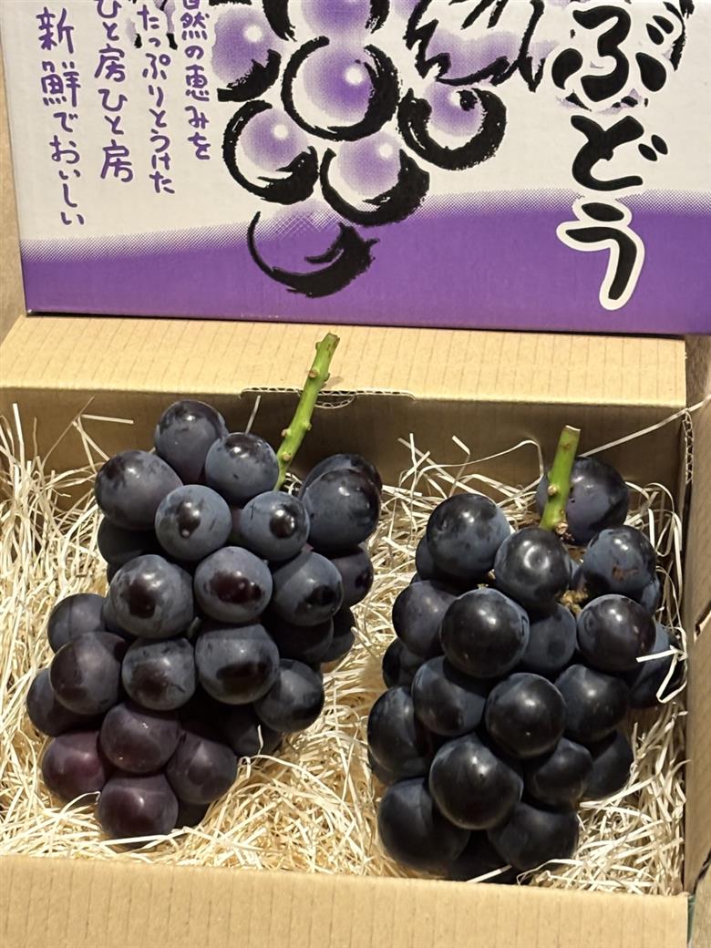 【2026年先行予約】犬山市楽田産 葡萄（シャインマスカット、ナガノパープル）、桃（あかつき）詰め合わせ ｜ ぶどう ブドウ 葡萄 シャインマスカット ナガノパープル もも モモ 桃 あかつき 甘い 詰め合わせ 美楽田ファーム すこやか自然農園 犬山 ご自宅用 贈答 贈り物 プレゼント ご褒美 楽田 愛知県