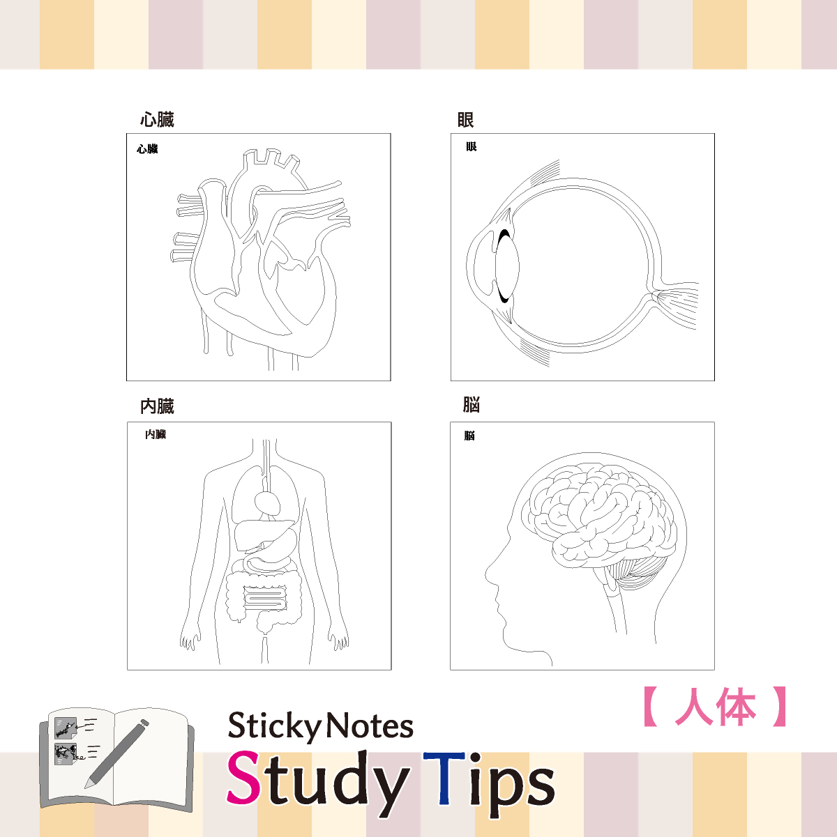 人体付箋 【Sticky Notes Study Tips】 (スタディチップス) 人体｜付箋 人体 学習 付せん 勉強 セット 文具 メモ プレゼント 便利 書き込み 役立 塾 メモ帳 ギフト 子供 子ども 孫 受験 予習 復習 宿題 8種類 ブック型
