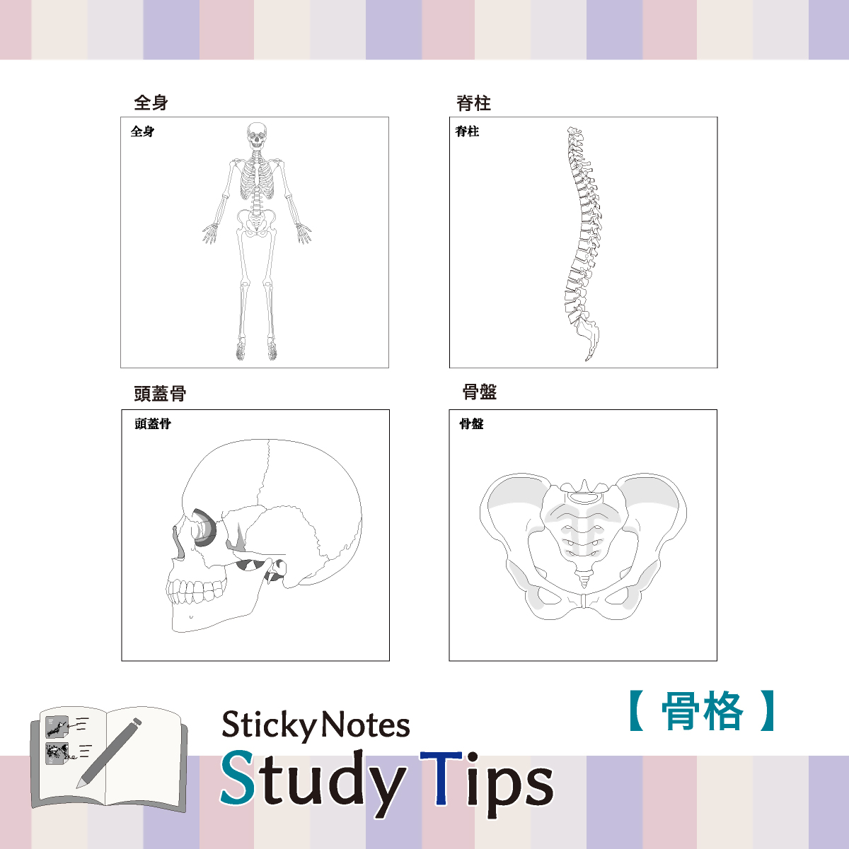人体付箋 【Sticky Notes Study Tips】 (スタディチップス) 骨格｜付箋 人体 骨格 からだ ほね 骨 体 病院 医師 医者 医学 学習 付せん 勉強 セット 文具 メモ プレゼント 便利 書き込み 役立 塾 メモ帳 ギフト 子供 子ども 孫 受験 予習 復習 宿題 8種類 ブック型