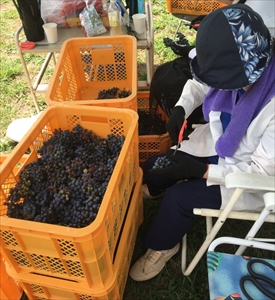 煌めきワイン一番星（赤）2本｜ワイン 赤ワイン 720ml 2本セット 純国産 アルコール 酒 国産ワイン 愛知 愛知県 岐阜 尾張