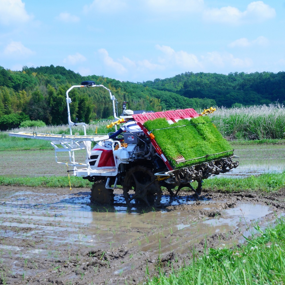 【お米農家のお米５kg】つきたてのお米をお届け（５kg×１袋）＊ココトモファームで育てたお米｜米 5kg 5キロ お米 犬山 愛知産 愛知県産 あいちの米 愛知県の特産品 特産品 あいちのこころ 品種 ココトモファーム つきたて 精米 農家 産地直送