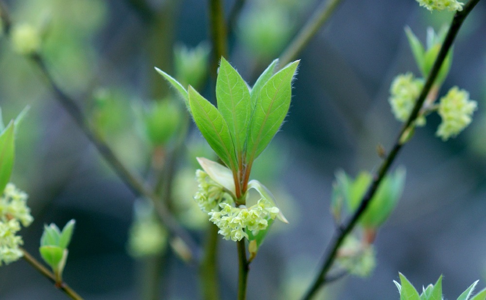 ぴゅあシアバターソフト クロモジ（保湿クリーム）26g | アフリカ工房 シアバター 保湿クリーム ナチュラル 化粧品 フェアトレード ボディクリーム ハンドクリーム 自然派 リラックス ビタミン クロモジ精油 保湿