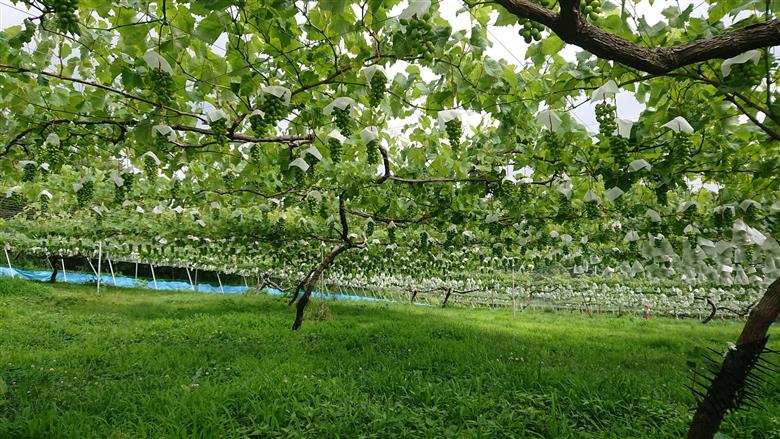 【期間限定・数量限定】犬山産 シャインマスカット＆ナガノパープル2種類詰め合わせ 約2キロ（先行予約） ｜ ぶどう 甘い 2キロ 限定 夏 林ファーム 房 ブドウ ナガノパープル 犬山 ご自宅用 ご褒美 贈答 プレゼント シャインマスカット 種なし