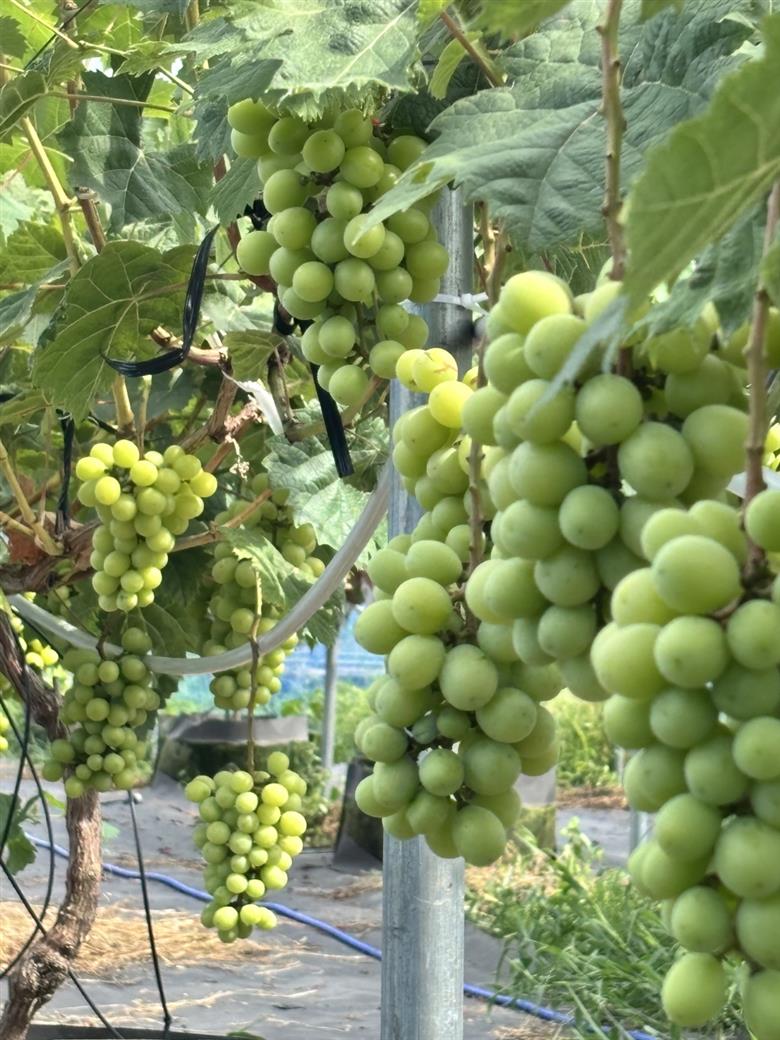 【2026年先行予約】犬山市楽田産 葡萄（シャインマスカット、ナガノパープル）詰め合わせ ｜ ぶどう 葡萄 マスカット 甘い 詰め合わせ 夏 美楽田ファーム すこやか自然農園 房 ブドウ 犬山 ご自宅用 贈答 贈り物 プレゼント ご褒美 シャインマスカット ナガノパープル 種なし 皮ごと