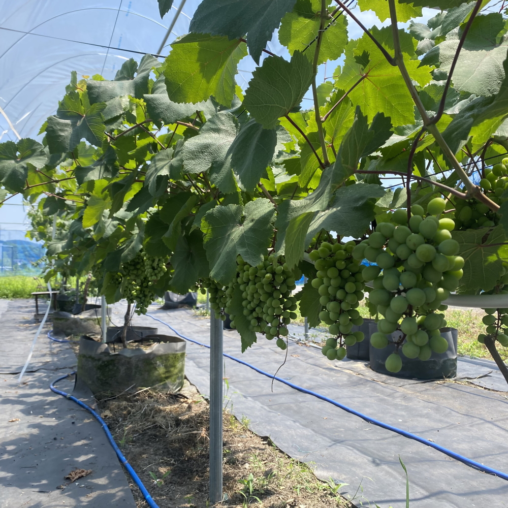 【2026年先行予約】犬山市楽田産 葡萄（シャインマスカット、ナガノパープル）、桃（あかつき）詰め合わせ ｜ ぶどう ブドウ 葡萄 シャインマスカット ナガノパープル もも モモ 桃 あかつき 甘い 詰め合わせ 美楽田ファーム すこやか自然農園 犬山 ご自宅用 贈答 贈り物 プレゼント ご褒美 楽田 愛知県