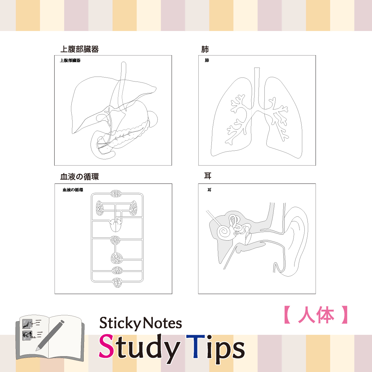 人体付箋 【Sticky Notes Study Tips】 (スタディチップス) 人体｜付箋 人体 学習 付せん 勉強 セット 文具 メモ プレゼント 便利 書き込み 役立 塾 メモ帳 ギフト 子供 子ども 孫 受験 予習 復習 宿題 8種類 ブック型
