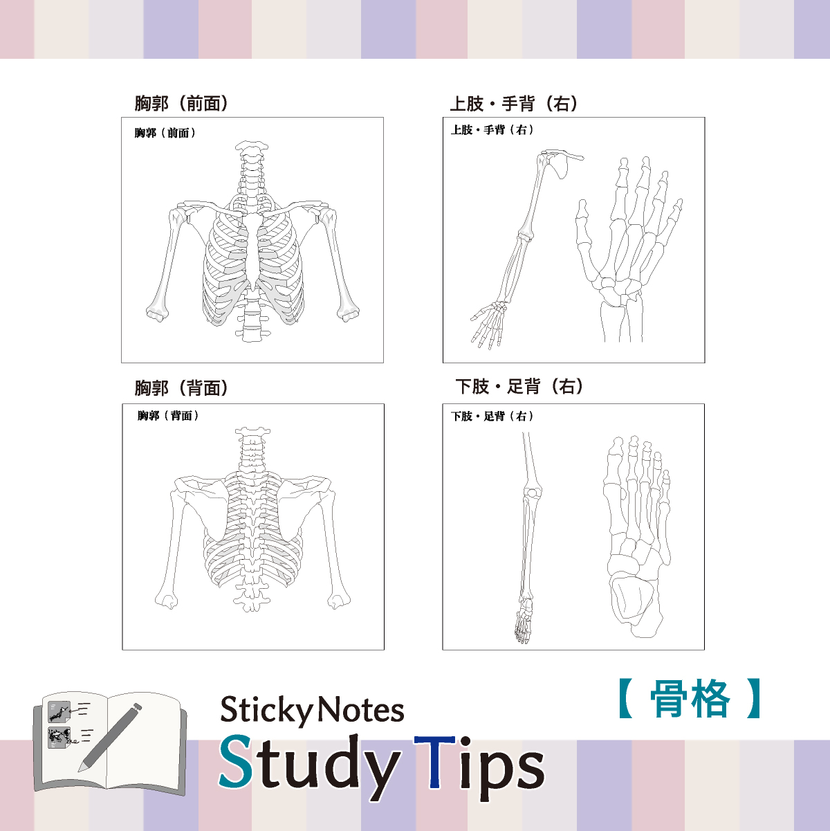 人体付箋 【Sticky Notes Study Tips】 (スタディチップス) 骨格｜付箋 人体 骨格 からだ ほね 骨 体 病院 医師 医者 医学 学習 付せん 勉強 セット 文具 メモ プレゼント 便利 書き込み 役立 塾 メモ帳 ギフト 子供 子ども 孫 受験 予習 復習 宿題 8種類 ブック型