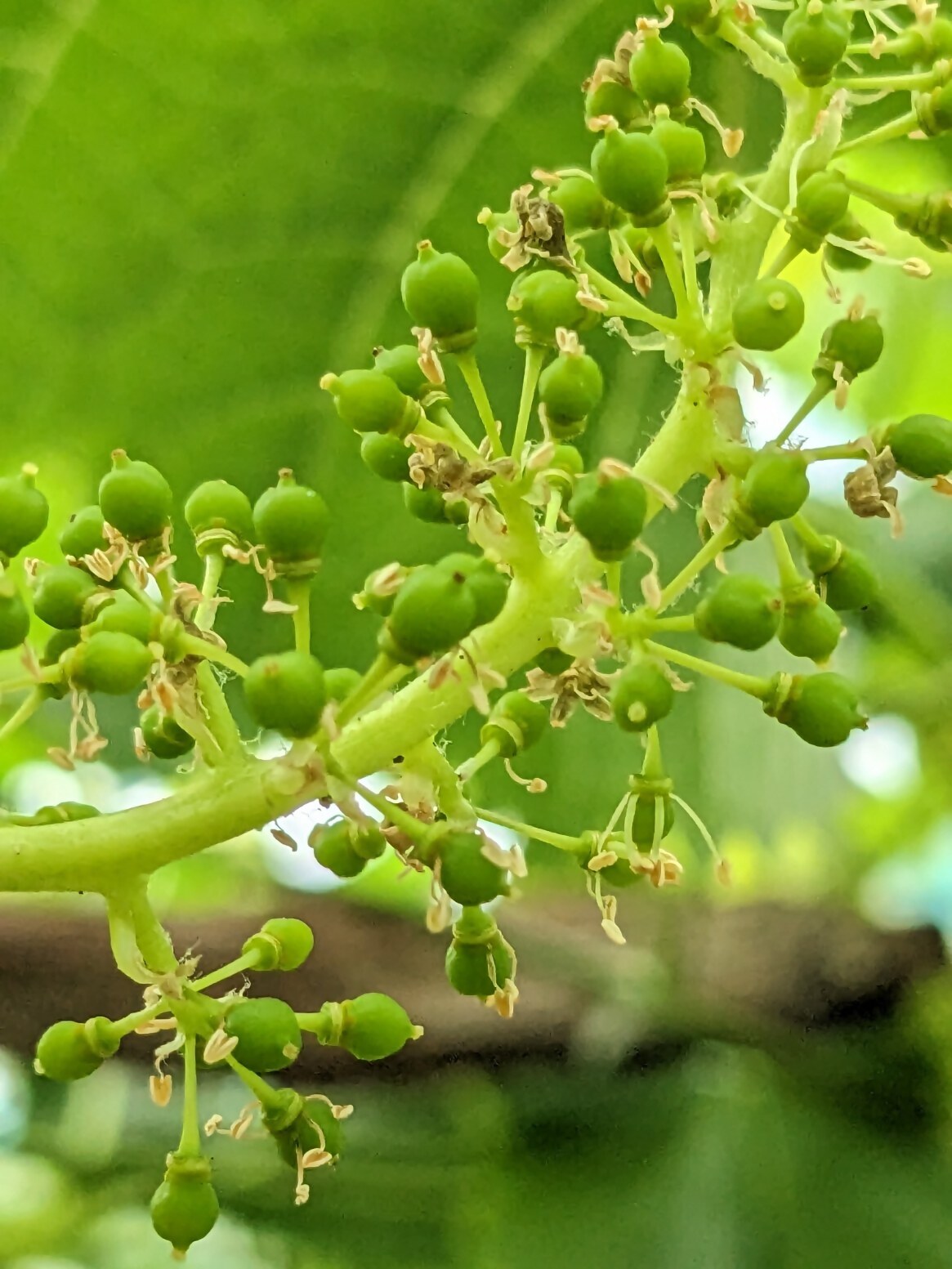 【期間限定・数量限定】林ファーム園主イチオシ！犬山産 極甘 サマーブラック 約2キロ（先行予約） ｜ ぶどう 甘い 2キロ 限定 夏 林ファーム 房 ブドウ 大粒 犬山 珍しい 贈答 プレゼント ご褒美 進物