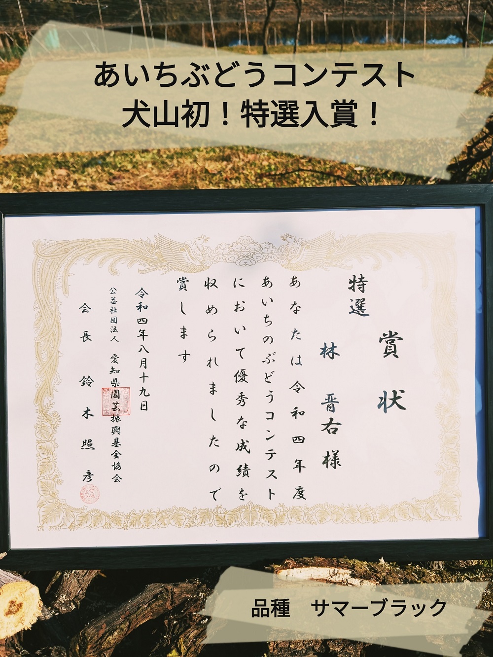 【期間限定・数量限定】犬山産 完熟 種なし巨峰 約2キロ （先行予約） | ぶどう 甘い 2キロ 限定 夏 林ファーム 房 ブドウ 巨峰 犬山 種なし 犬山産