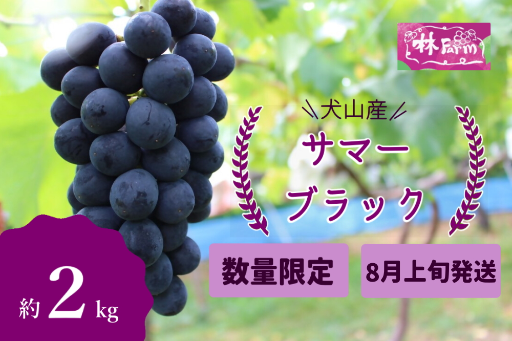 【期間限定・数量限定】林ファーム園主イチオシ！犬山産 極甘 サマーブラック 約2キロ（先行予約） ｜ ぶどう 甘い 2キロ 限定 夏 林ファーム 房 ブドウ 大粒 犬山 珍しい 贈答 プレゼント ご褒美 進物