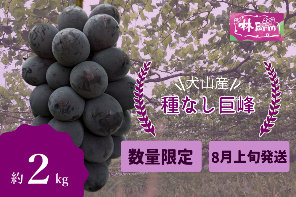 【期間限定・数量限定】犬山産 完熟 種なし巨峰 約2キロ （先行予約） | ぶどう 甘い 2キロ 限定 夏 林ファーム 房 ブドウ 巨峰 犬山 種なし 犬山産