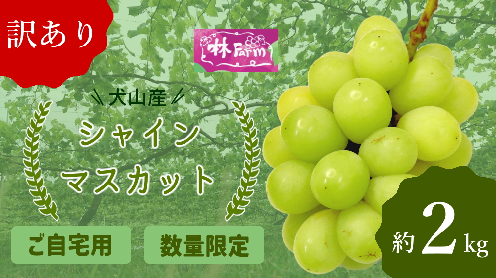 【期間限定・数量限定】訳あり犬山産シャインマスカット 約2キロ（先行予約） ｜ ぶどう 甘い 2キロ 限定 夏 林ファーム 房 ブドウ 中玉 犬山 ご自宅用 ご褒美 訳アリ 小粒 シャインマスカット