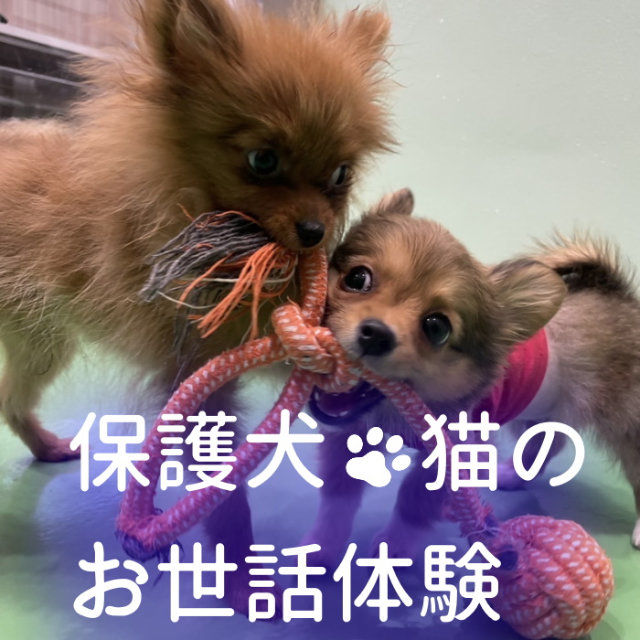 動物病院で保護された犬猫のお世話体験｜ 保護犬 保護猫 ペット ドックラン 子ども 子供 体験 チケット 1人分 小学生 愛知 岐阜 自由研究 学習 道徳 犬 猫 お世話