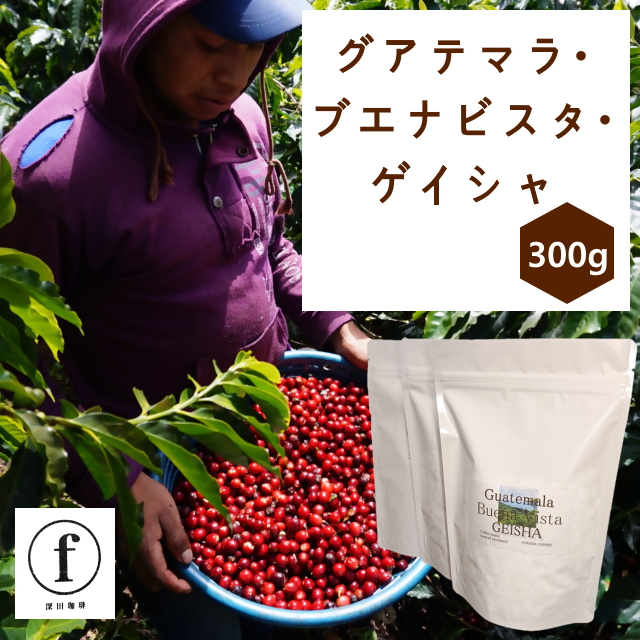 グアテマラ・ブエナビスタ・ゲイシャ100g入×3袋（計300g）｜ コーヒー 珈琲 コーヒー粉 コーヒー豆 珈琲豆 珈琲粉 自家焙煎 飲料 ゲイシャ GEISHA ブエナビスタ 300g 深田珈琲 グアテマラ