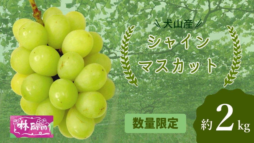 【期間限定・数量限定】犬山産 シャインマスカット 約2キロ （先行予約）｜ ぶどう 甘い 2キロ 限定 夏 林ファーム 房 ブドウ 中玉 犬山 ご自宅用 贈答 贈り物 プレゼント ご褒美 小粒 シャインマスカット 種なし 皮ごと