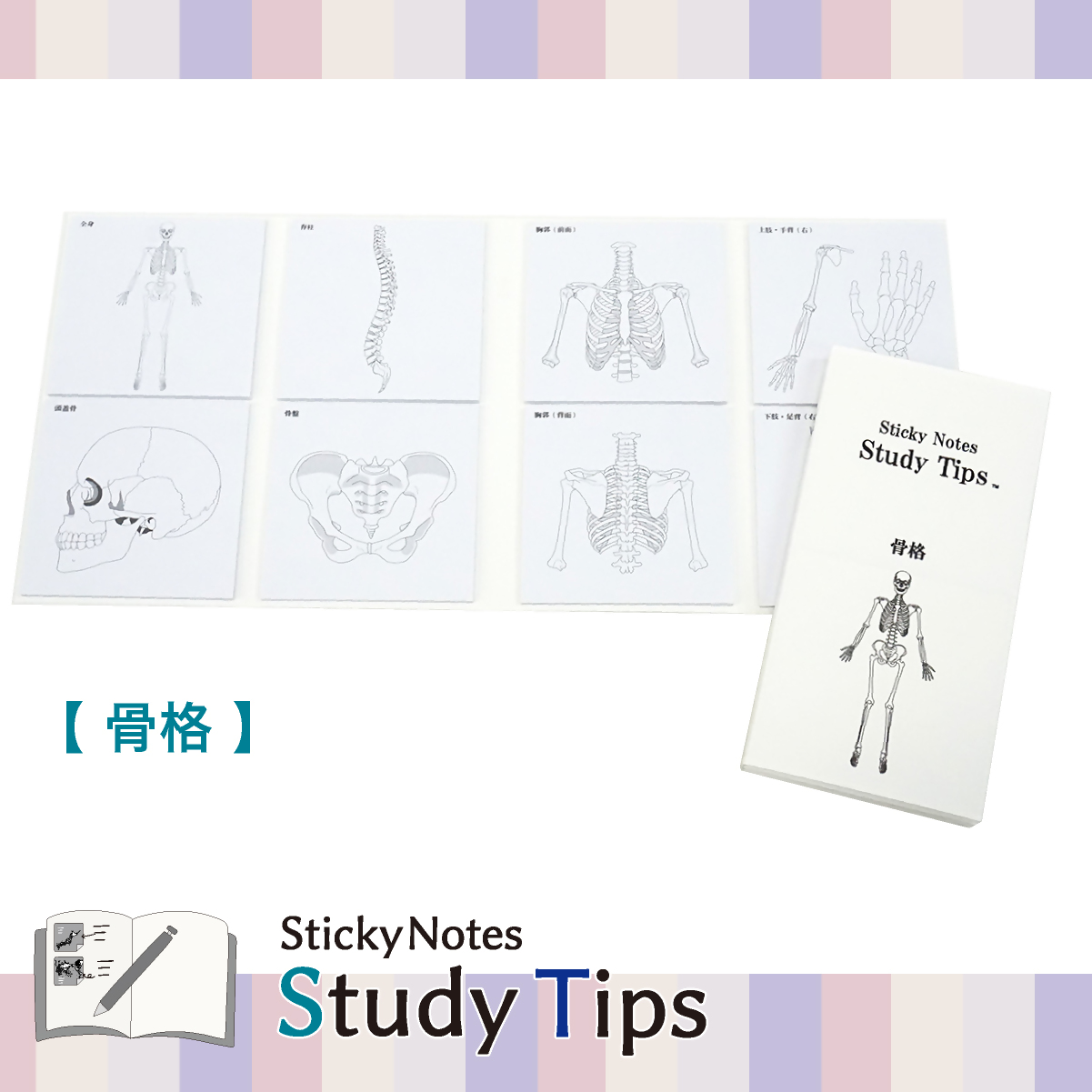 人体付箋 【Sticky Notes Study Tips】 (スタディチップス) 骨格｜付箋 人体 骨格 からだ ほね 骨 体 病院 医師 医者 医学 学習 付せん 勉強 セット 文具 メモ プレゼント 便利 書き込み 役立 塾 メモ帳 ギフト 子供 子ども 孫 受験 予習 復習 宿題 8種類 ブック型