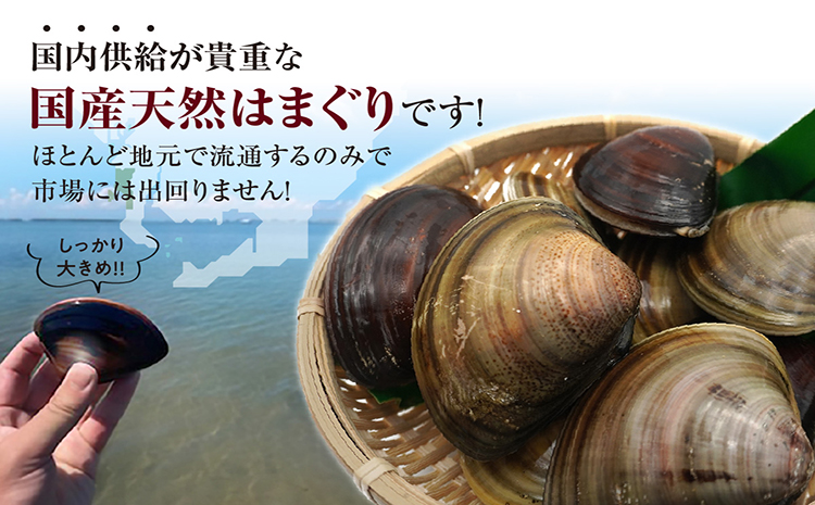 【奇跡のはまぐり】小鈴谷産天然はまぐり1kg│はまぐり 海鮮 魚 貝 漁協直送 手掘り 小鈴谷産 天然はまぐり ハマグリ 蛤 縁起物 酒蒸し 蒸し 焼き 愛知県 常滑市