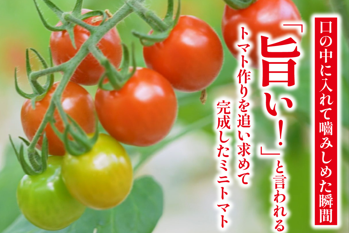 トマト好きが、恋をする。　1kg　金赤トマトミニ 野菜 新鮮野菜 夏野菜 旬野菜 生野菜 ミニトマト プチトマト フルーツ トマト 国産 味が濃い 濃厚 高糖度 甘い ビタミンC リコピン お弁当 サラダ マリネ 前菜 お取り寄せ 特産品 愛知県 常滑市