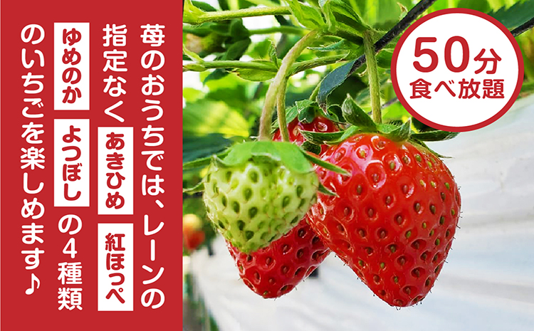 4種類のいちごが50分食べ放題！！いちご狩り体験（4月1日～5月連休）【大人1名】苺 いちご狩り 苺狩り 体験 あきひめ 紅ほっぺ ゆめのか よつぼし トッピング 持込可能 練乳 クレープ 子連れ 観光 常滑市 ふるさと納税