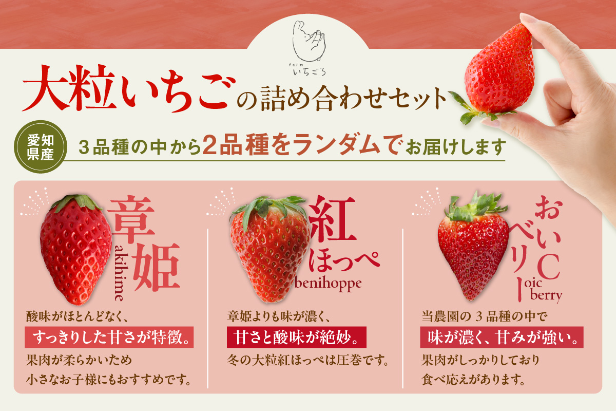 【先行予約】【2月頃発送予定】大粒いちご2品種詰め合わせ 260g×2パック いちご 苺 イチゴ ストロベリー 詰め合わせ 食べ比べ おいCベリー 紅ほっぺ 章姫 食べ比べ 美味しい 甘い 大粒 大きい 果物 フルーツ 数量限定 farmいちごろ 愛知県 常滑 常滑市