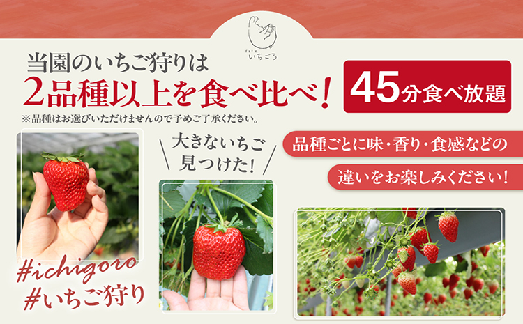 2～3品種の苺を食べ比べ！いちご狩り体験【4月6日まで】大人1名分　いちご 苺 イチゴ ストロベリー いちご狩り 苺狩り レジャー お出かけ 体験 春休み 旅行 家族 いちごろ farmいちごろ 愛知県 常滑市