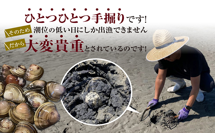 【奇跡のはまぐり】小鈴谷産天然はまぐり1kg│はまぐり 海鮮 魚 貝 漁協直送 手掘り 小鈴谷産 天然はまぐり ハマグリ 蛤 縁起物 酒蒸し 蒸し 焼き 愛知県 常滑市